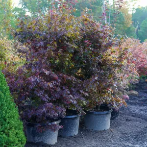 Bloodgood Japanese Maple