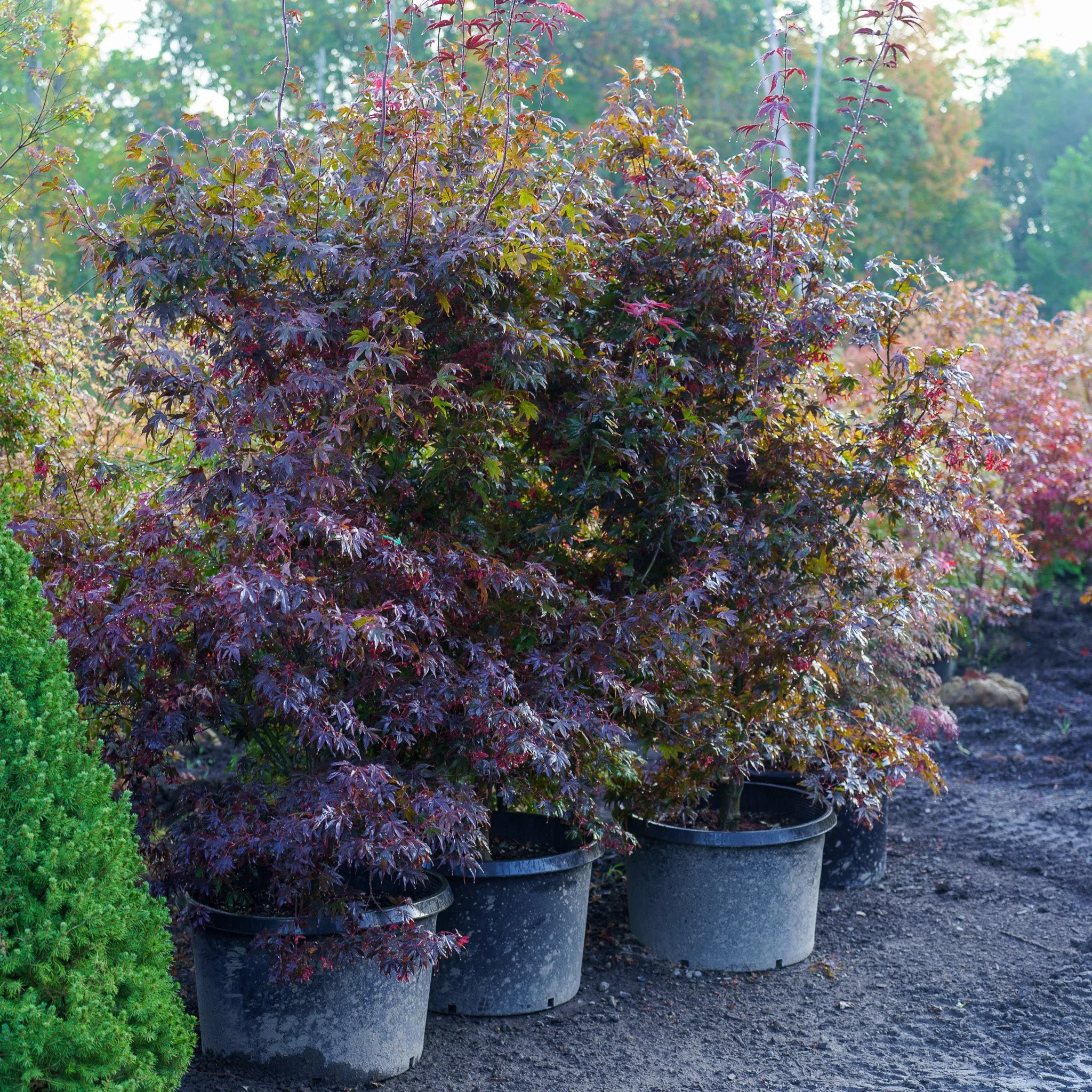 Bloodgood Japanese Maple