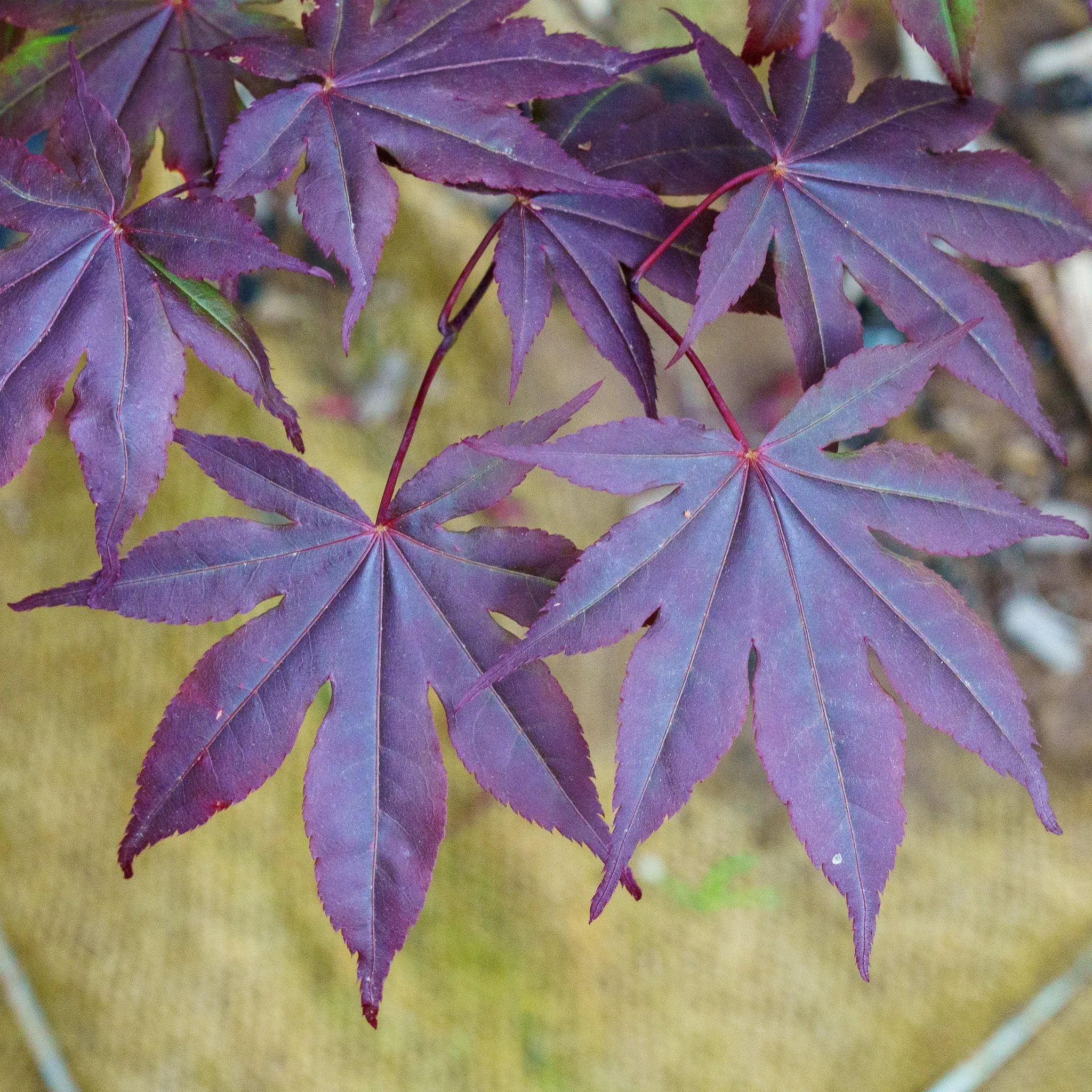 Bloodgood Japanese Maple