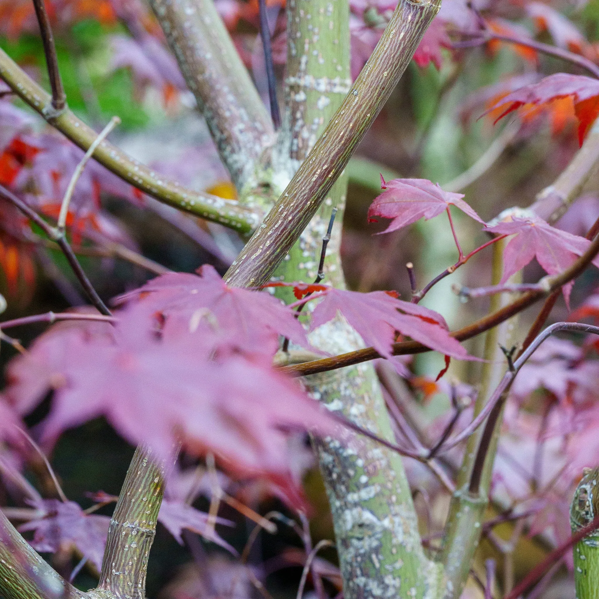 Bloodgood Japanese Maple