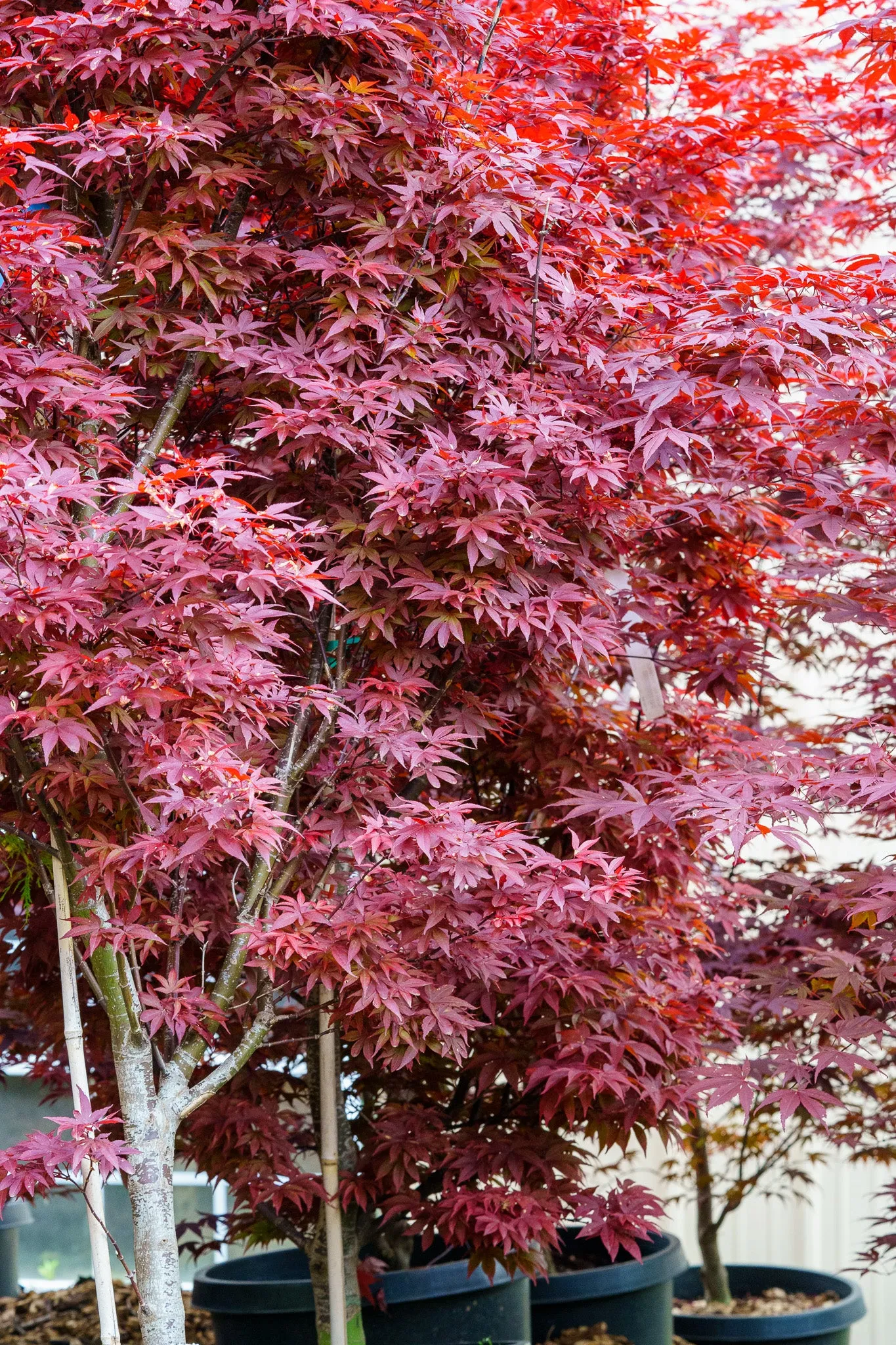 Bloodgood Japanese Maple