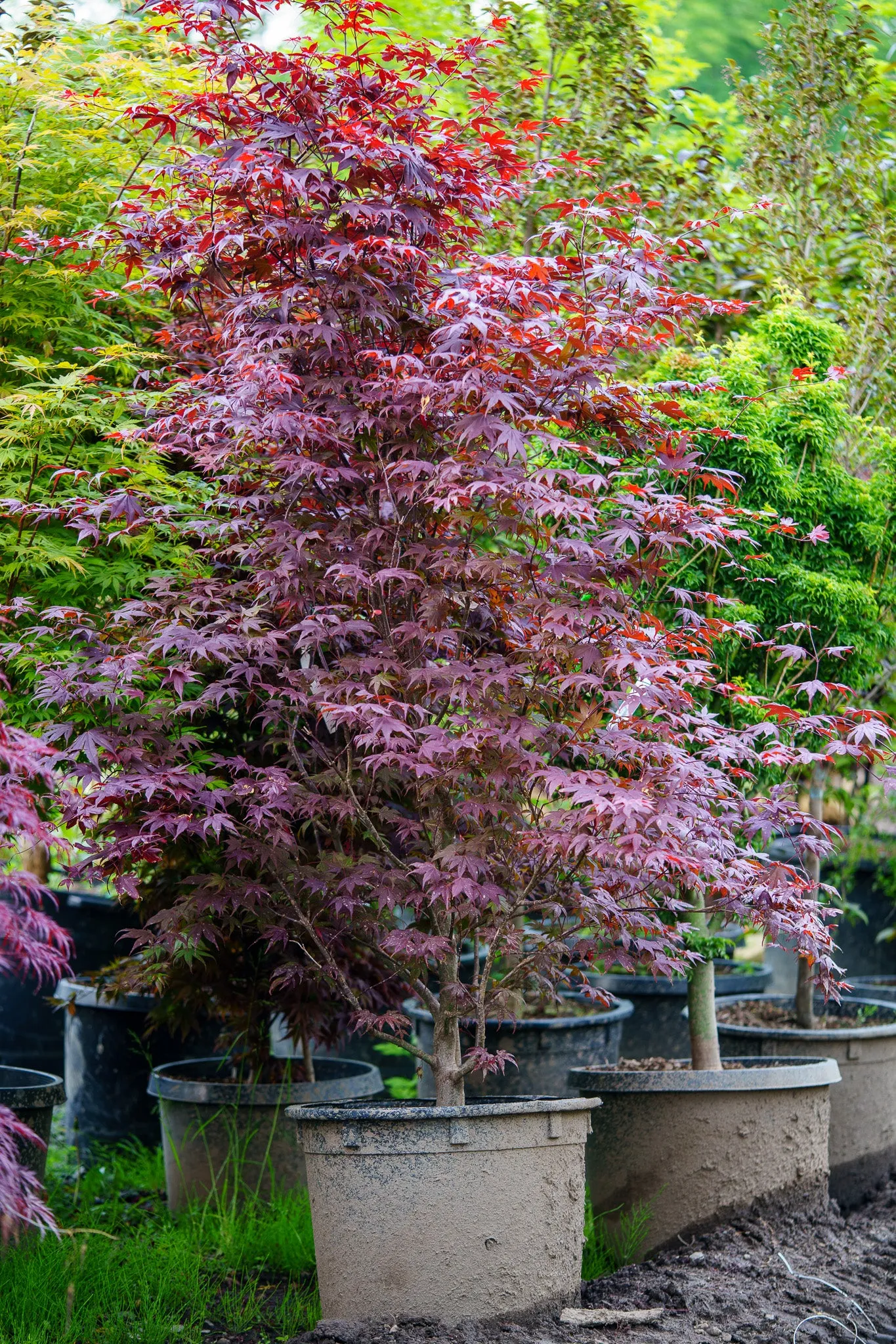 Bloodgood Japanese Maple