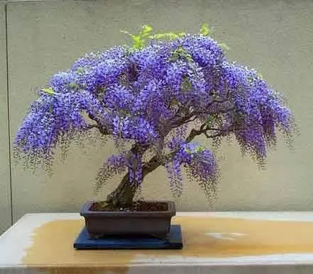 Bonsai seeds, Purple and Blue flowers, fun and easy to grow, fast growing, fast shipping, success guaranteed