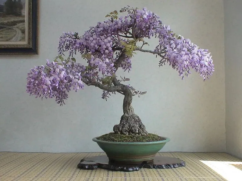Bonsai seeds, Purple and Blue flowers, fun and easy to grow, fast growing, fast shipping, success guaranteed