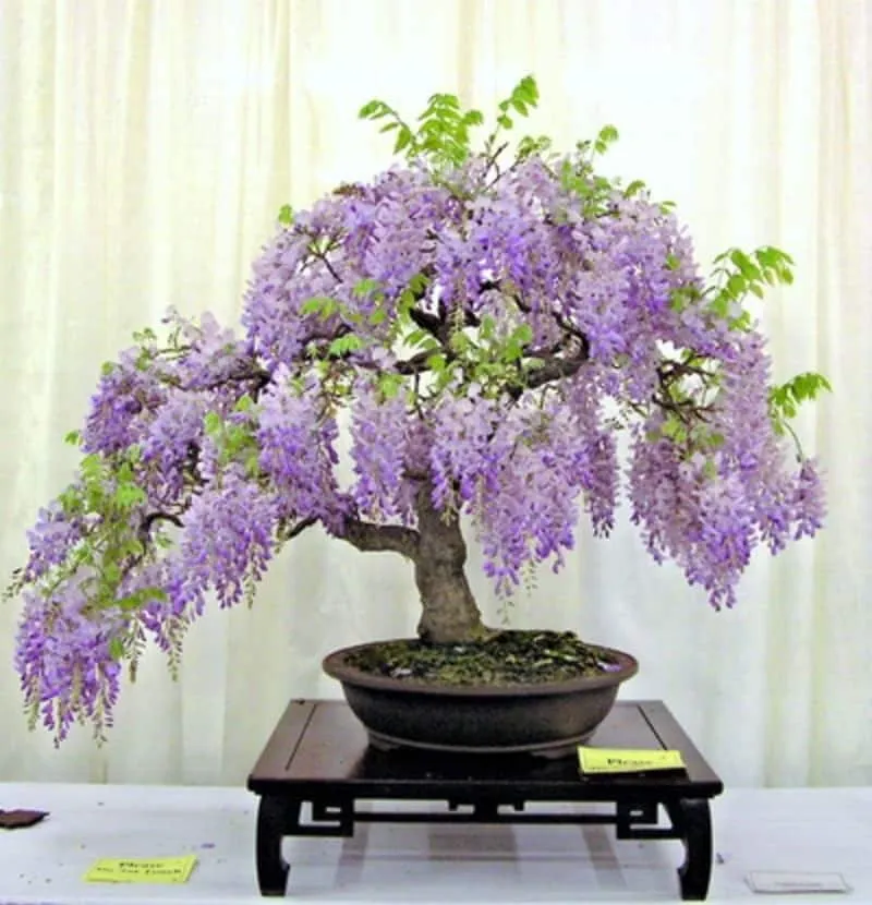 Bonsai seeds, Purple and Blue flowers, fun and easy to grow, fast growing, fast shipping, success guaranteed