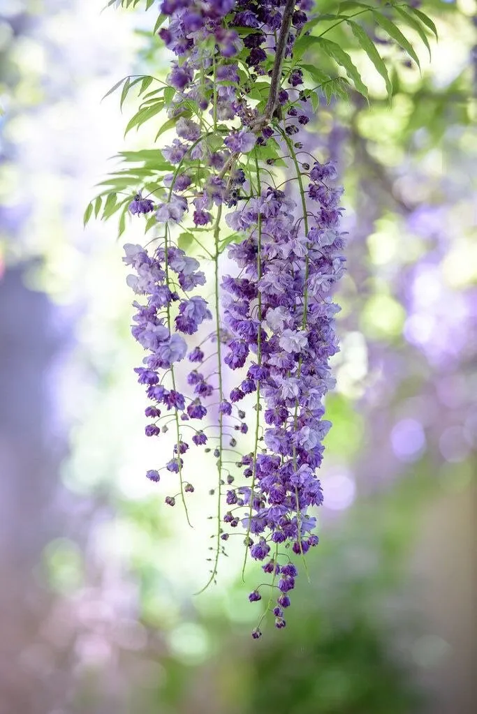 Bonsai seeds, Purple and Blue flowers, fun and easy to grow, fast growing, fast shipping, success guaranteed