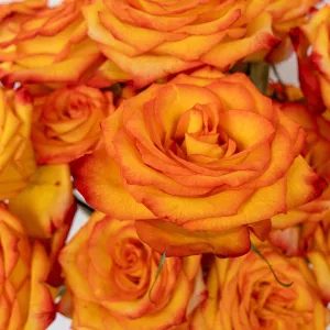 High and Magic Yellow and Red Rose