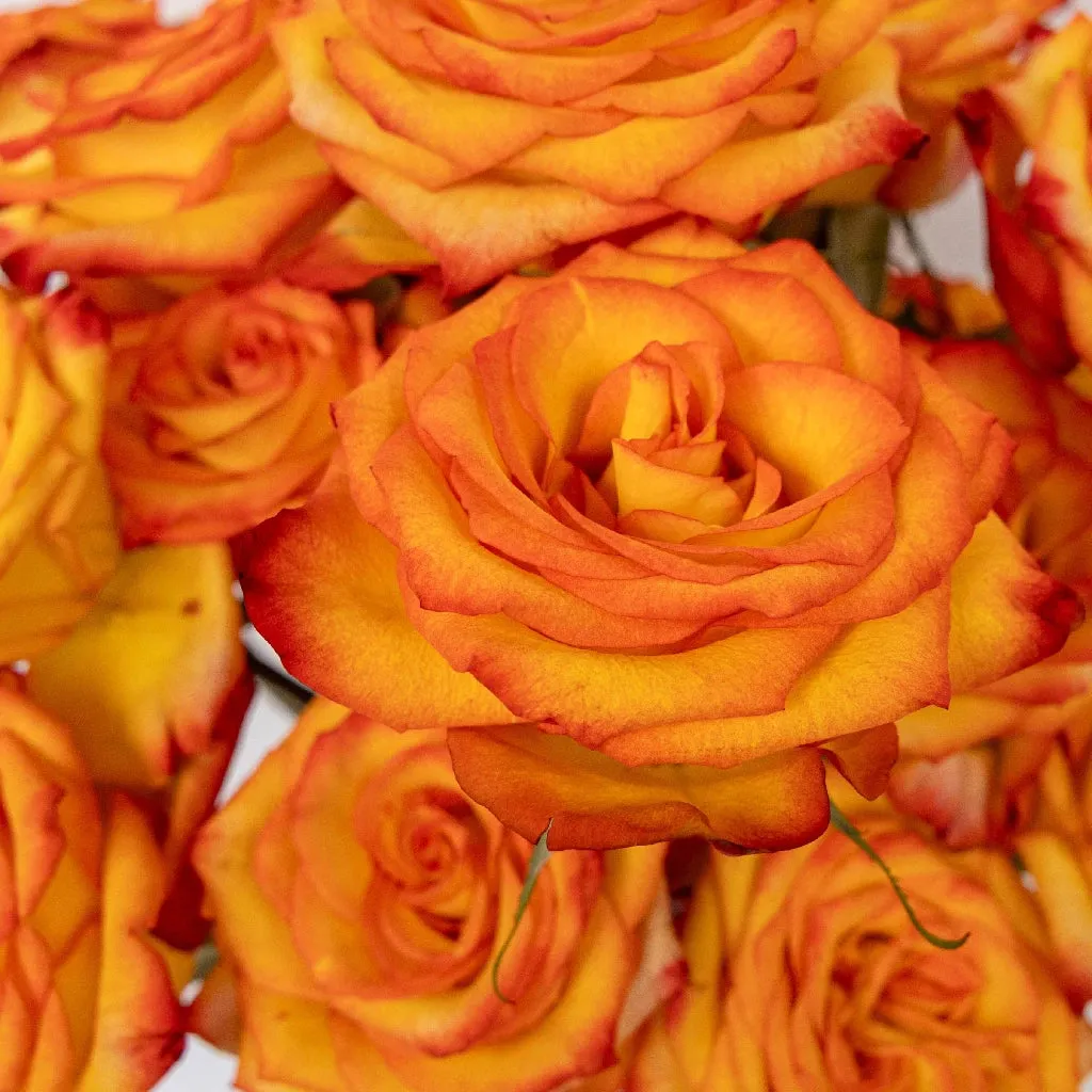 High and Magic Yellow and Red Rose