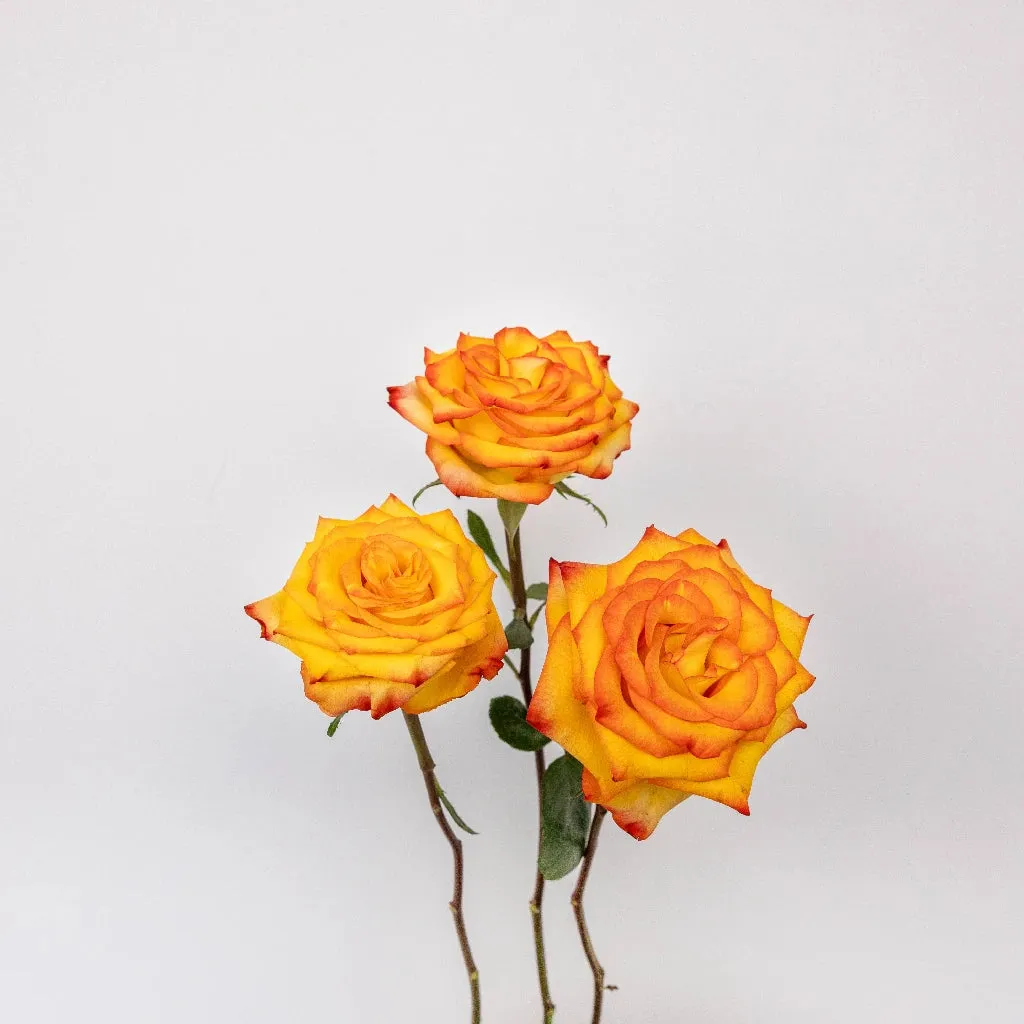 High and Magic Yellow and Red Rose