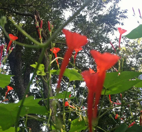 Ipomoea hederifolia | Orange Noah | 5 Seeds