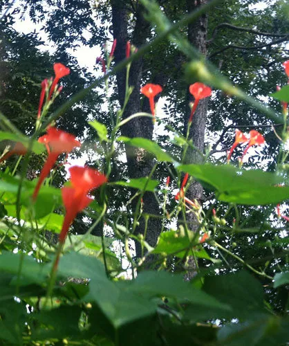 Ipomoea hederifolia | Orange Noah | 5 Seeds