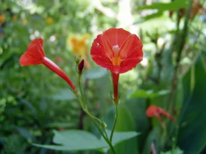 Ipomoea hederifolia | Orange Noah | 5 Seeds