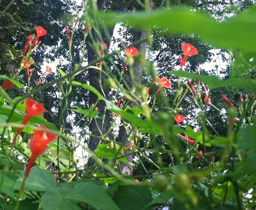 Ipomoea hederifolia | Orange Noah | 5 Seeds