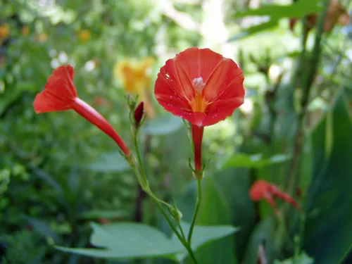 Ipomoea hederifolia | Orange Noah | 5 Seeds