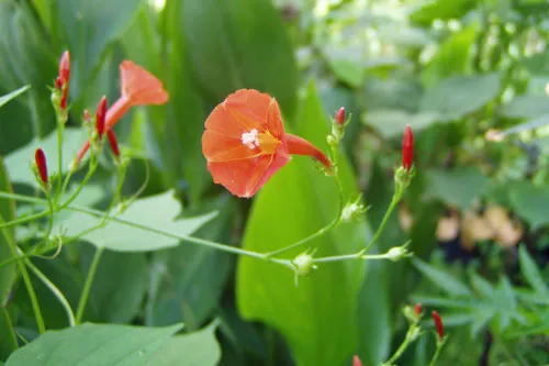 Ipomoea hederifolia | Orange Noah | 5 Seeds