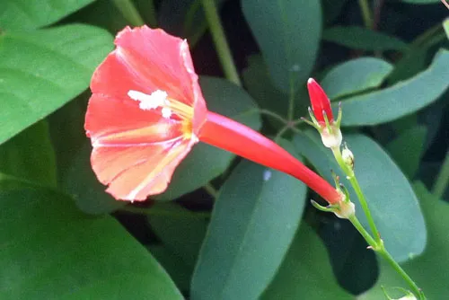 Ipomoea hederifolia | Orange Noah | 5 Seeds