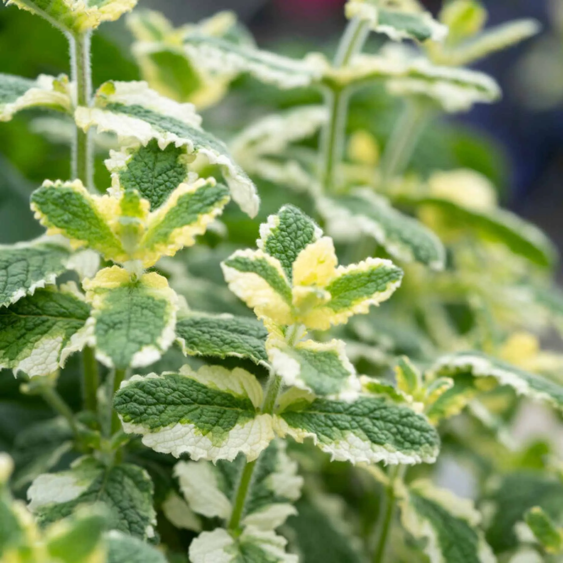 Variegated Mint Plant