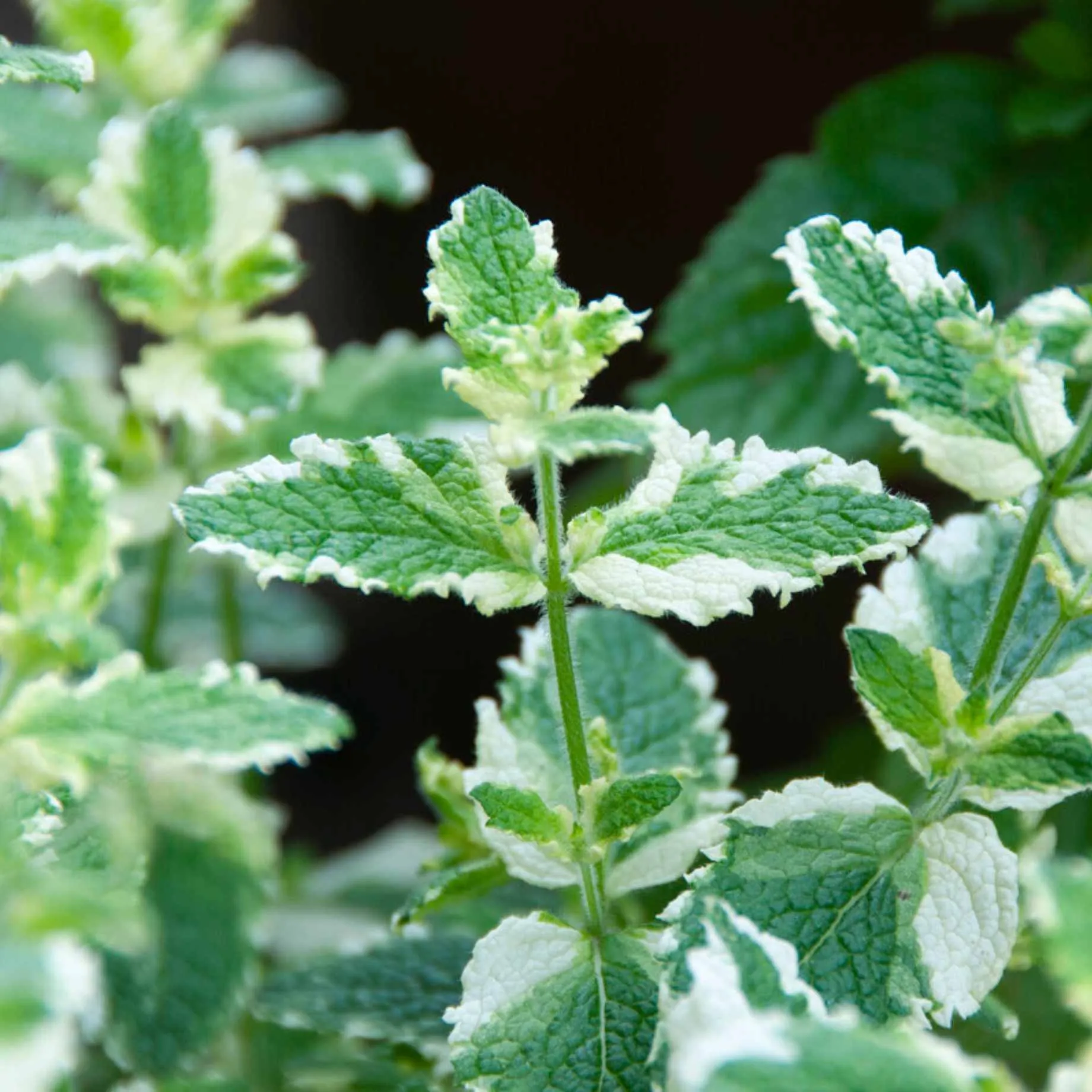 Variegated Mint Plant