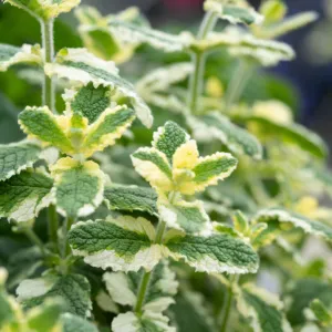 Variegated Mint Plant